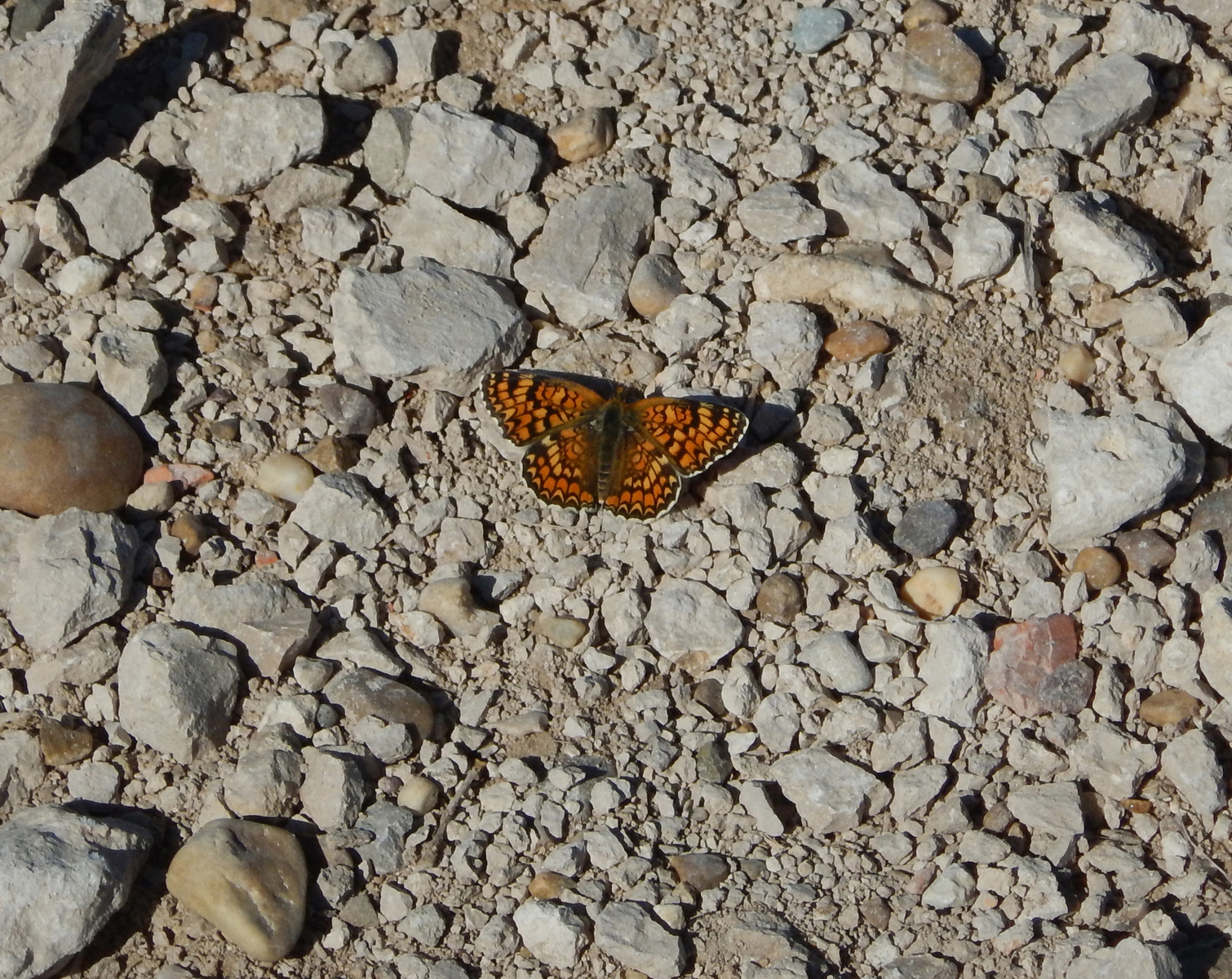 3 Butterfly With Stained Glass Wings