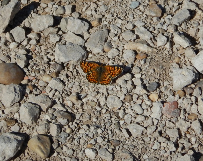 3 Butterfly With Stained Glass Wings