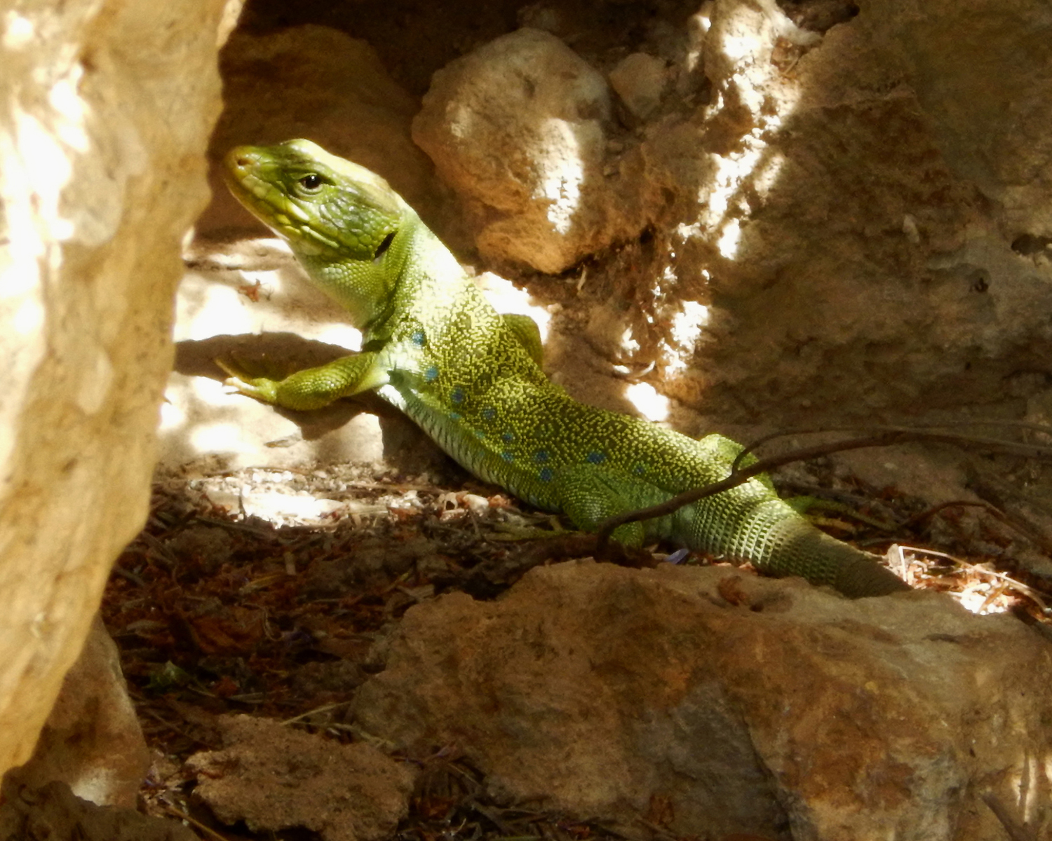 San Nicolas 0cellated-Eyed Lizard