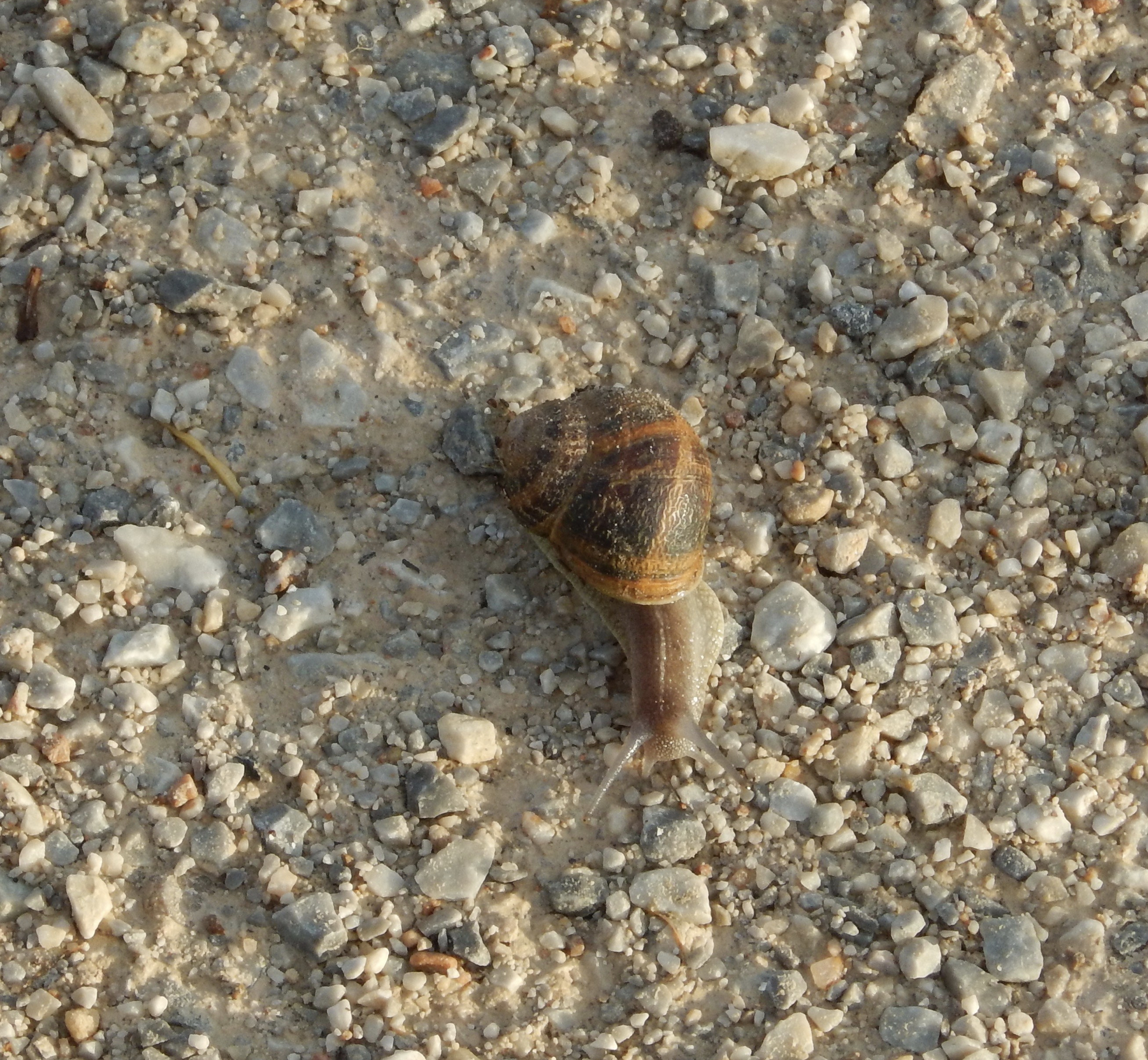 98c Snail that Got Away