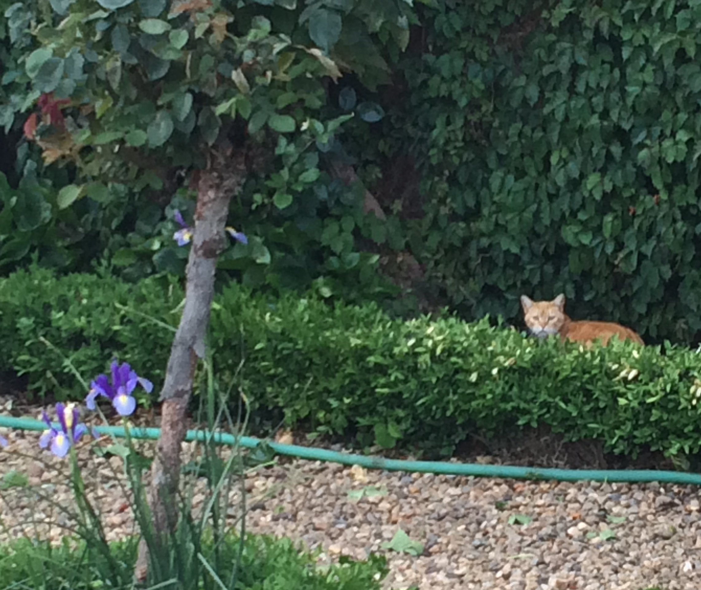 140 Shy Kitty Near Albergue Verde