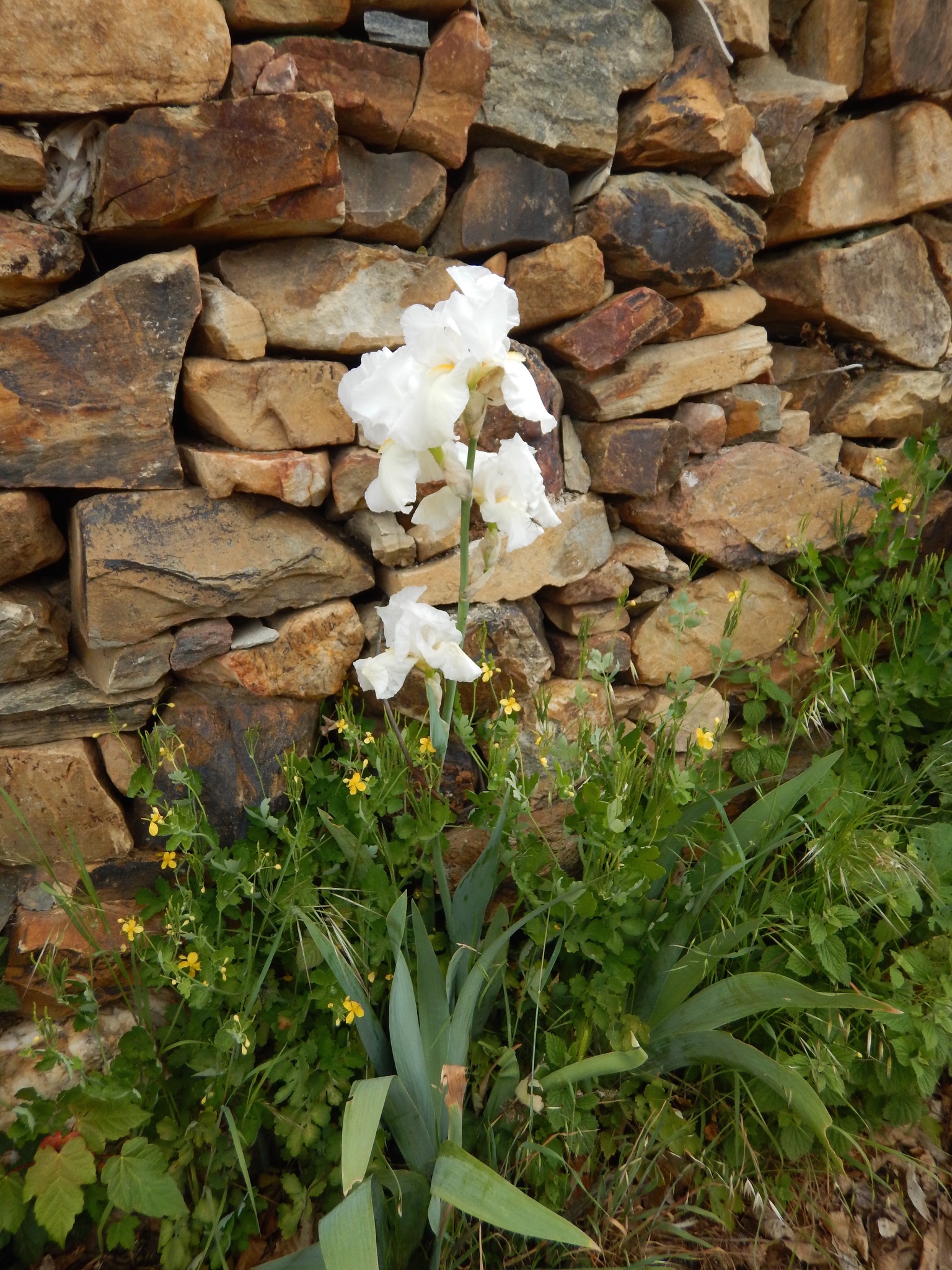 191 White Iris